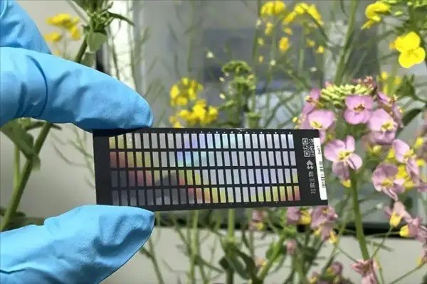 中国首款甘蓝型油菜20K固相基因芯片面世江西省农业科学院联合华中农业大学、苏州拉索生物芯片科技有限公司，正式发布了我国首款甘蓝型油菜20K固相基因芯片——“中芯油1号”