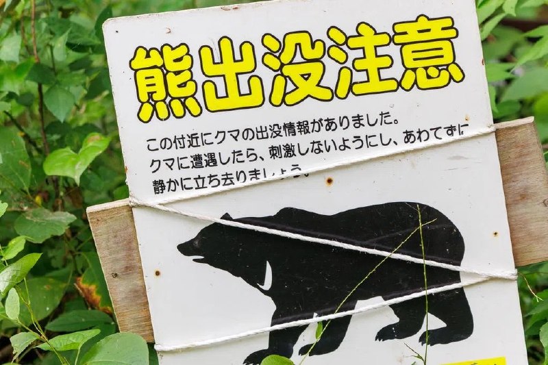 日本“聪明熊”袭四人逃脱 疑会开窗拧水龙头日本北部一只熊在袭击四人后仍未被捉到