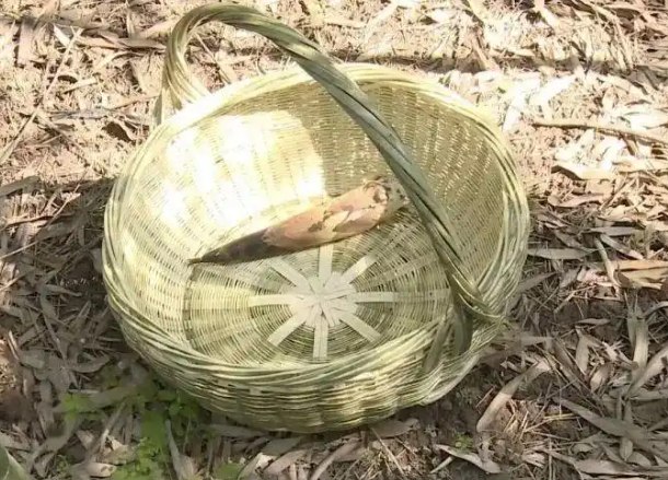 男子偷挖竹笋 一脚踩空竹笋直插鼻腔 起诉景区索赔3.6万此前，重庆綦江一男子刘某某在景区游玩时，擅自脱离游览步道进入竹林偷挖竹笋，不慎踩空摔倒，尖锐竹笋直插鼻腔导致严重受伤