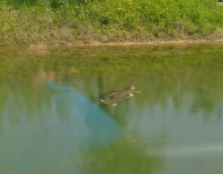 中国唯一一只斑鳖“苏苏”现身 已有100多岁随着天气回暖，近日在苏州上方山森林动物世界，100多岁的斑鳖“苏苏”罕见现身，吸引了不少游客围观