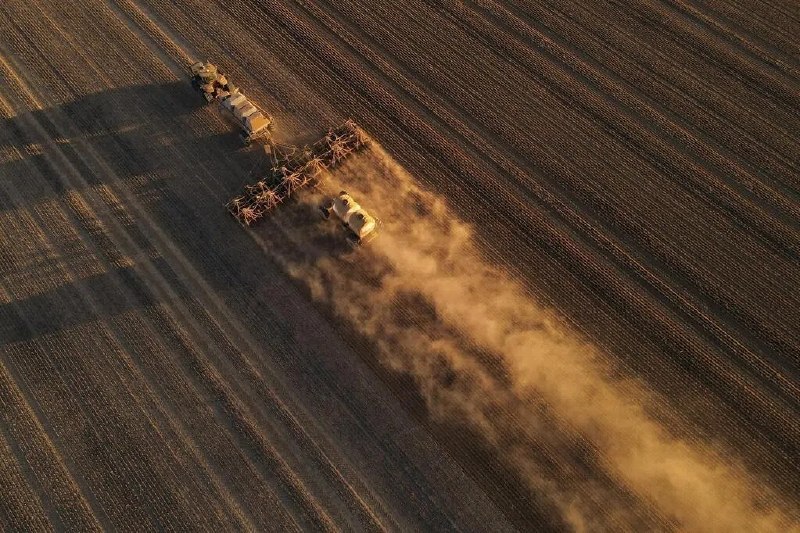 澳洲西部鼠患严重 政府担忧冲击粮食供应澳大利亚政府说，澳洲西部地区鼠患严重令人担忧，将继续与业界合作以遏制鼠患对粮食供应的影响
