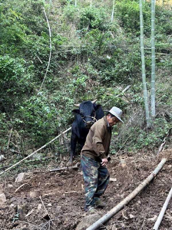“牛坚强”被困深山20天饿瘦200斤 被找到时仅剩1100斤据“建德公安”通报，一头养了3年的黄牛意外走失被困深山20天，没吃没喝硬生生饿瘦200斤，从1300斤暴瘦至1100斤，创造了绝境求生的奇迹