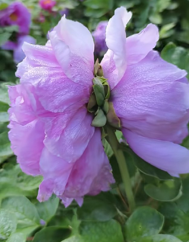洛阳现“并蒂牡丹” 园艺专家称概率千万分之一唯有牡丹真国色，花开时节动京城！又到了一年之中赏牡丹的好时候，而洛阳则是最佳观景地