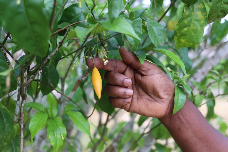 特朗普签署行政令 加快致幻药物疗法的相关研究当地时间周六，美国总统唐纳德・特朗普签署一项行政令，旨在加快致幻类疗法的研究与审批进程，重点针对伊博格碱（ibogaine）等药物，用于治疗创伤后应激障碍、抑郁症以及成瘾症等病症