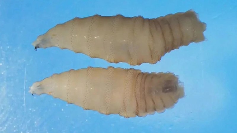 美国得克萨斯州确诊第二例“食肉”螺旋蝇寄生虫病例 畜牧业面临重大威胁美国农业部（USDA）当地时间5日证实，得克萨斯州确诊了第二例螺旋蝇（screwworm）寄生虫感染病例