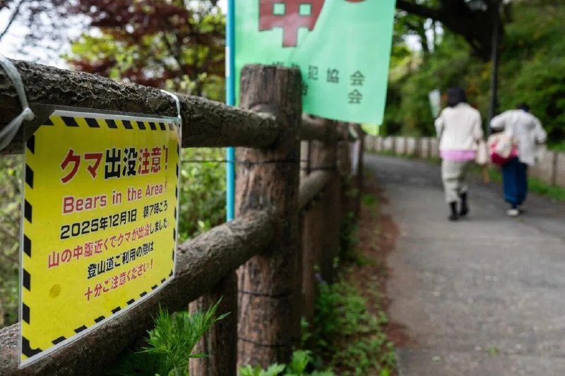 冬眠结束后“春熊”活跃 日本出现疑似熊袭致死事件日本多地，包括市区近日接连有熊出没，日媒报道称是冬眠结束后“春熊”活跃所致