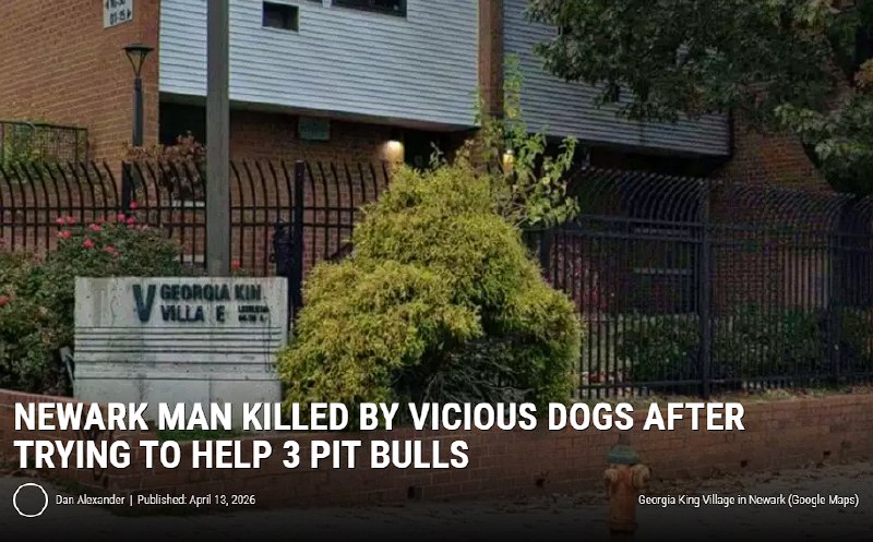 美国3只比特犬街头相互打斗 好心男子上前制止惨被咬死当地时间本月12日晚8点30分左右，美国新泽西州纽瓦克市卡比内特街附近的乔治·金村社区，一名男子遭三只比特犬攻击，最终不治身亡
