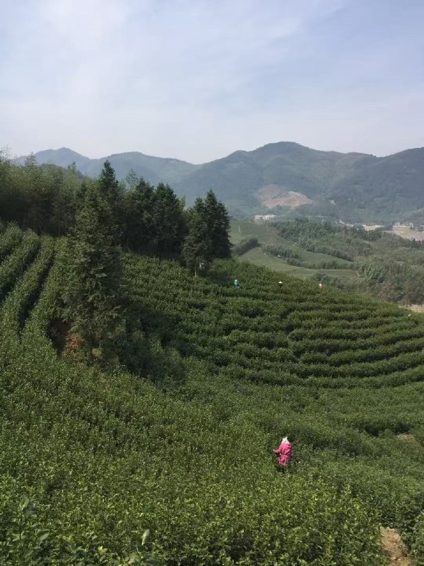 自家新茶又来啦，龙井茶和径山茶有需要的 V 友欢迎联系[抽奖送龙井茶]blackboxo:前两年在 V2 发了下，很多 V 友加了，今年再来发一次，继续抽奖送点茶叶