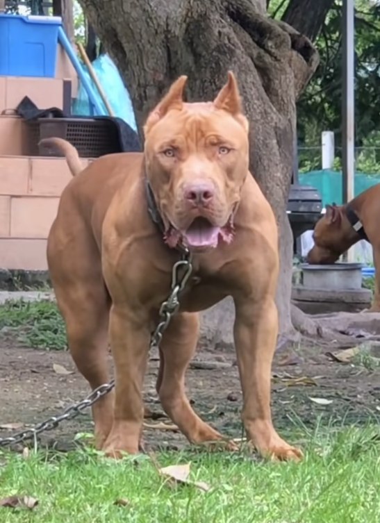 美国3只比特犬街头相互打斗 好心男子上前制止惨被咬死当地时间本月12日晚8点30分左右，美国新泽西州纽瓦克市卡比内特街附近的乔治·金村社区，一名男子遭三只比特犬攻击，最终不治身亡