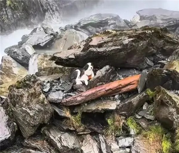 女子坠崖被送医 爱犬独守原地7天 网友众筹用直升机救援近日，在新西兰南岛的荒野瀑布边，48岁的徒步爱好者杰西卡·约翰斯顿从 55 米高的悬崖意外坠落深潭，全身多处重伤，但意外保住了性命