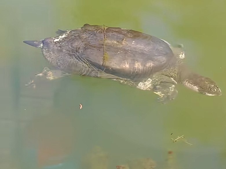 中国唯一一只斑鳖“苏苏”现身 已有100多岁随着天气回暖，近日在苏州上方山森林动物世界，100多岁的斑鳖“苏苏”罕见现身，吸引了不少游客围观