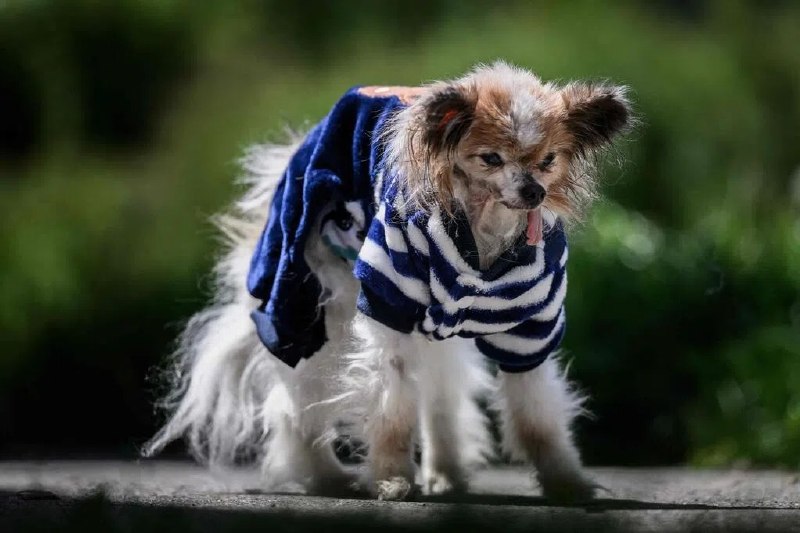 高龄30岁 “世界最长寿犬”候选犬在法国逝世一只名叫拉扎尔（Lazare）、相信为“世界最长寿犬”的蝴蝶犬去世，高龄30岁