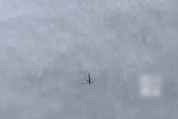 在海拔4700米雪山发现了活蚊子近日，海拔4700米的大亚丁环线，气温低至零下5℃，冰天雪地中竟出现一只活蚊子