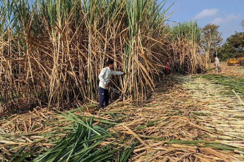 保障国内供应 印度禁食糖出口至9月底印度禁止食糖出口超过四个月，以便保障国内供应